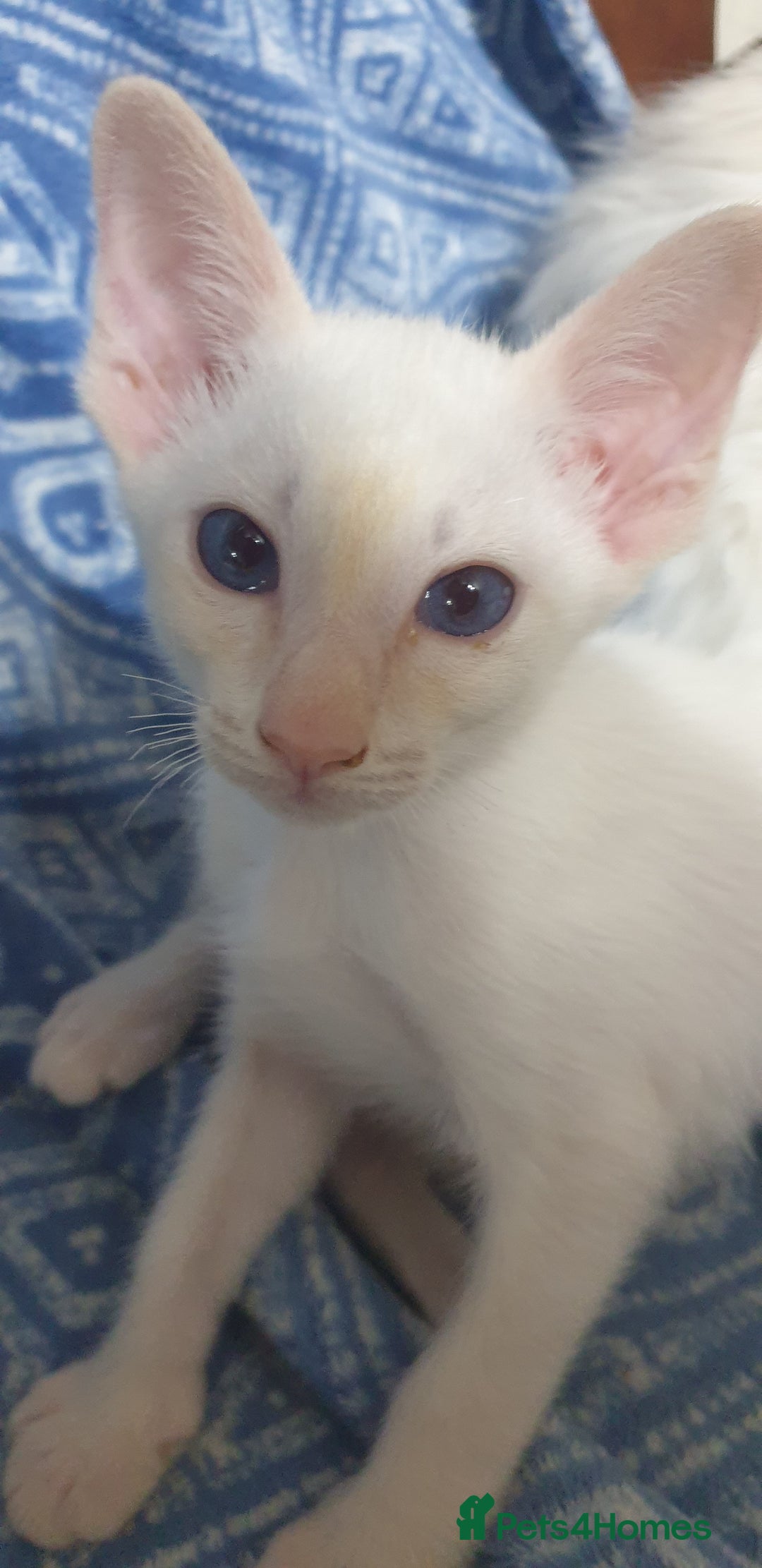 Siamese cats for sale: GCCF - 3 Siamese Boys - Red Point available in Darwen - Image 17