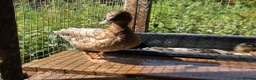Ducks poultry for sale: Male call ducks  - Advert 8