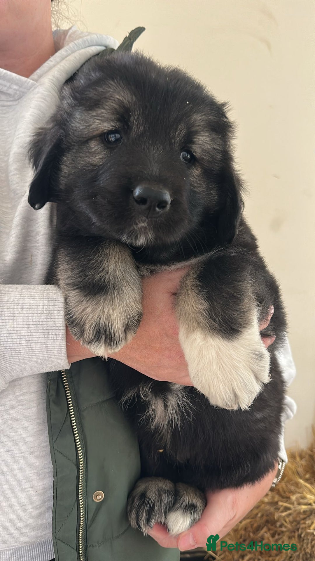 Caucasian Shepherd Dog dogs for sale:  ⭐️Caucasian shepherds⭐️puppies #bears big boned   - Image 18