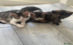 British Shorthair cats for sale: Ready for love - Image 10