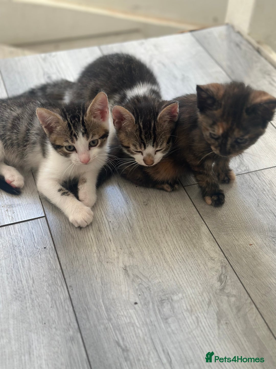 British Shorthair cats for sale: Ready for love - Image 10