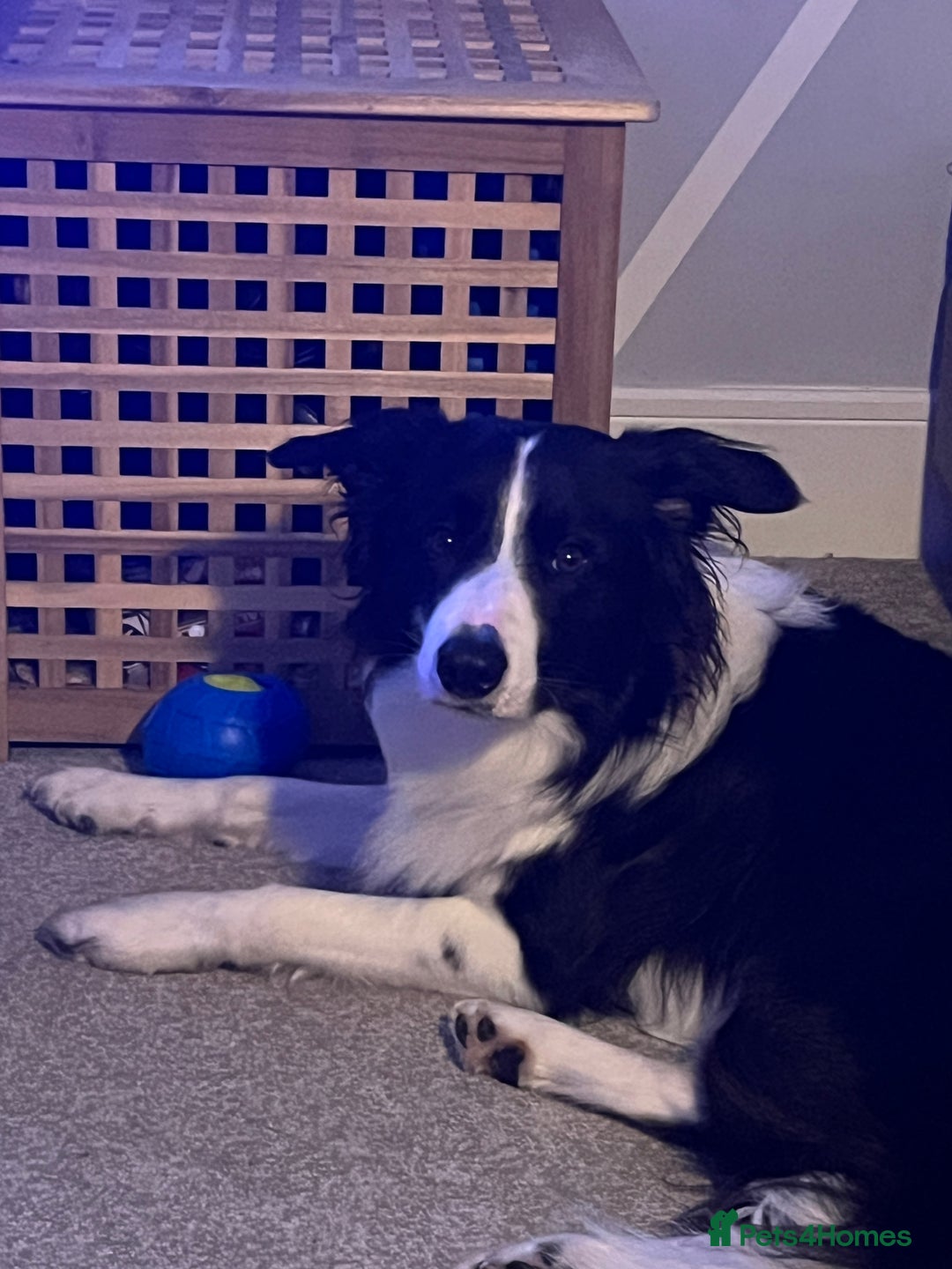 Border Collie dogs for stud: 🐾 Handsome Purebred Border Collie Stud 🐾 - Advert 6