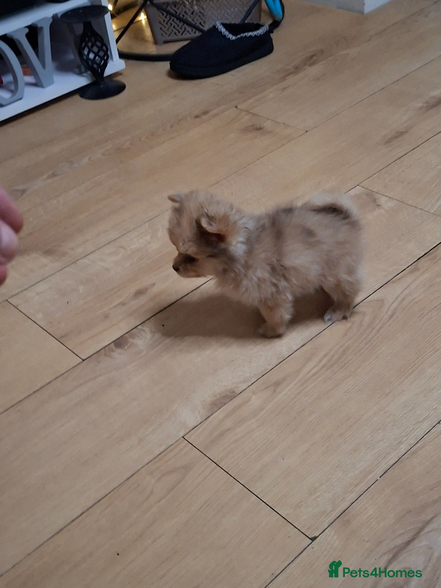 Pomchi dogs Pomchi  - Advert 5