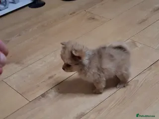 Pomchi dogs Pomchi - Advert 1