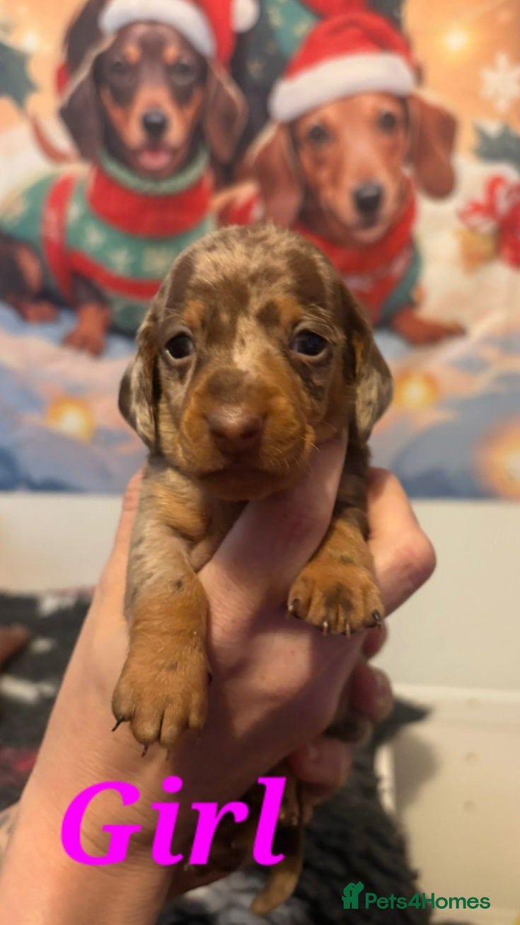 Dachshund dogs Beautiful kc Standard Dachshund Puppies  - Advert 5