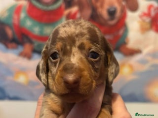 Dachshund dogs Beautiful kc Standard Dachshund Puppies - Advert 9