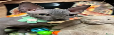Sphynx Kitten 4