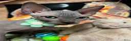 Sphynx cats for sale: Sphynx kittens✨ - Advert 1