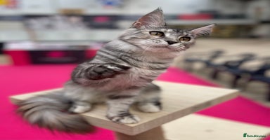 Maine Coon cats - Advert 13