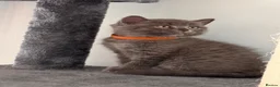 British Shorthair cats for sale: 🐾 5 Gorgeous Female British Shorthair Kittens 🐾 - Advert 31