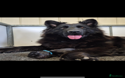 German Shepherd dogs for sale: KC reg health tested German shepherd puppies  - Image 13