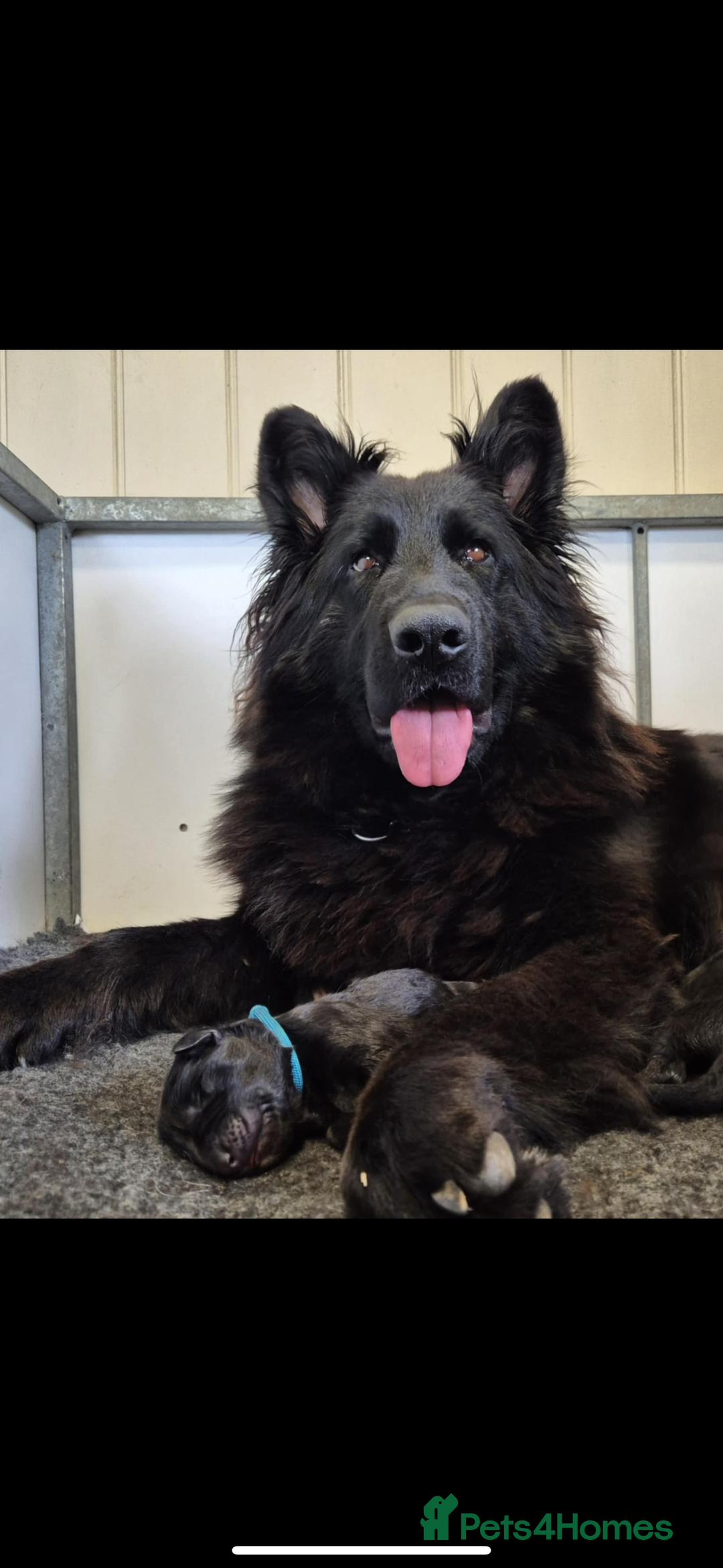 German Shepherd dogs for sale: KC reg health tested German shepherd puppies  - Image 13