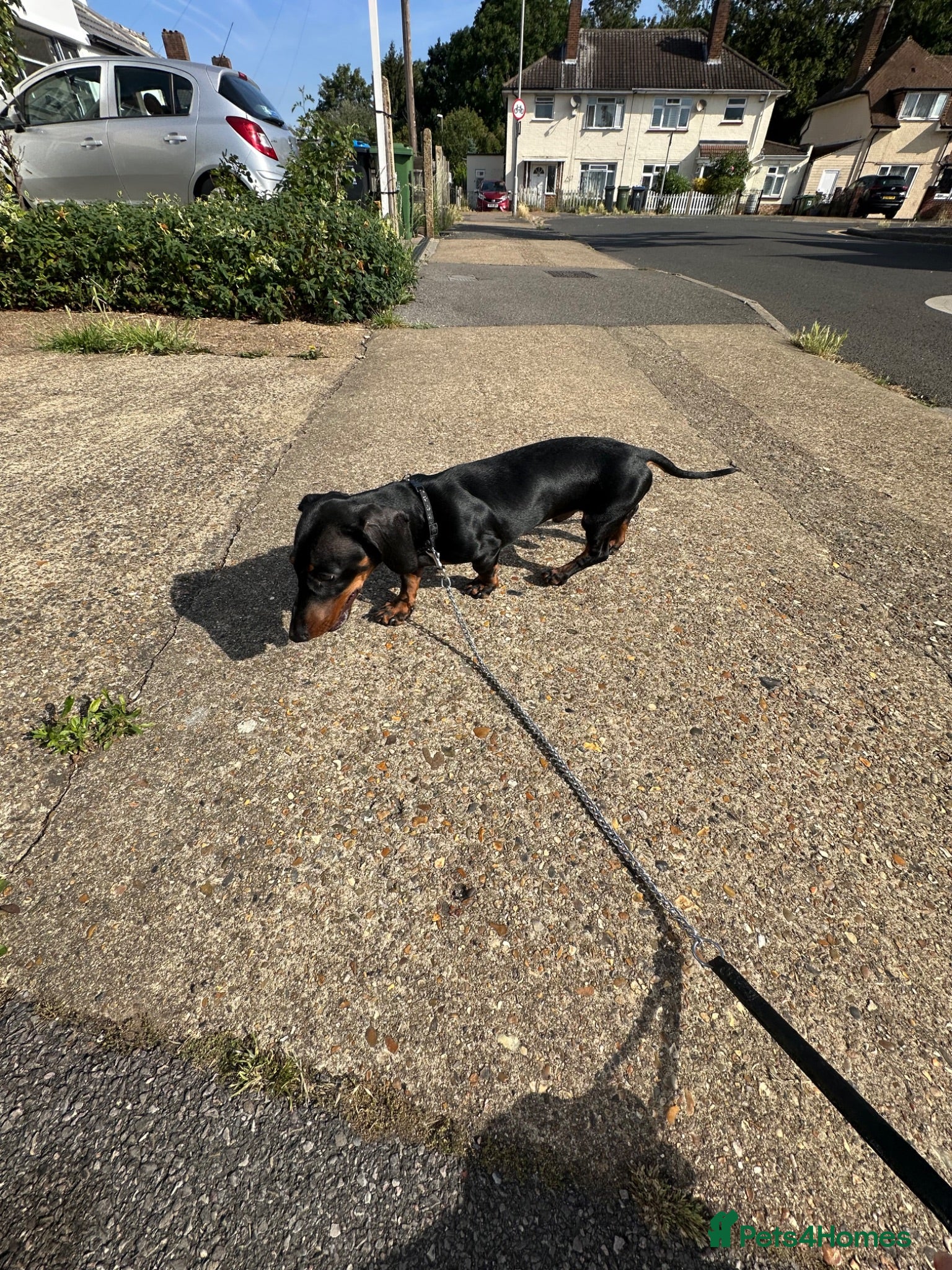 Dachshund dogs Dachshund 7 months old - Advert 1