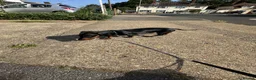Dachshund dogs for sale: Dachshund 7 months old - Advert 1