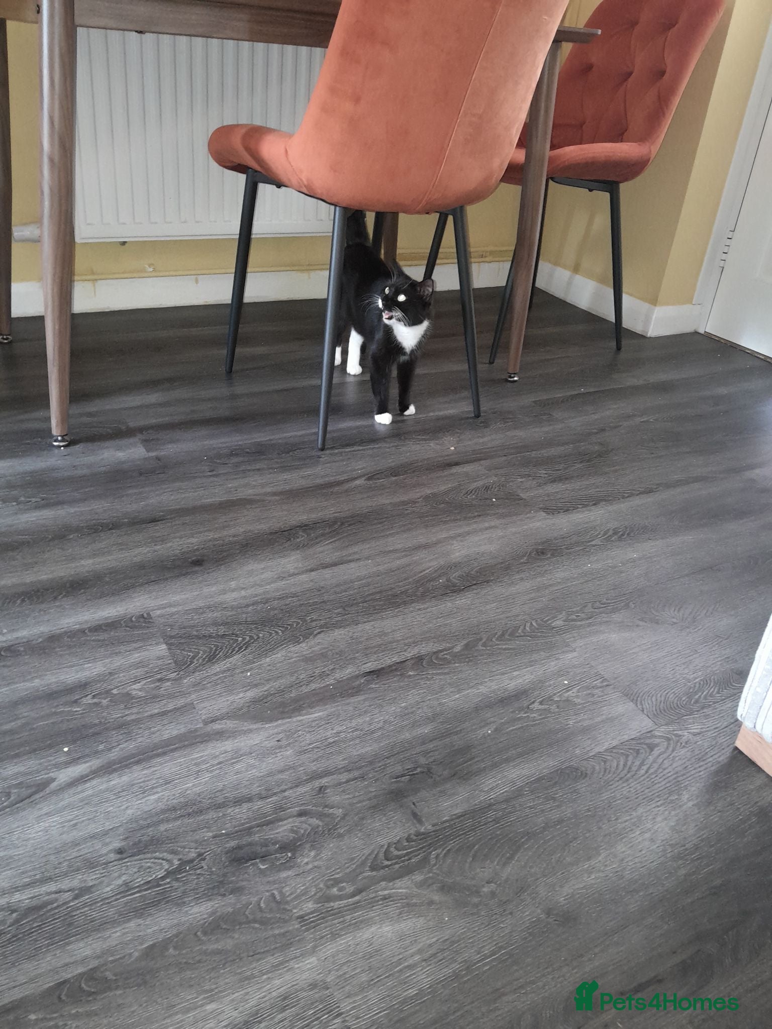 Mixed Breed cats For sale I will ask about your home  **  - Advert 1