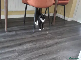 Mixed Breed cats For sale I will ask about your home ** - Advert 1