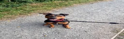 Mixed Breed dogs for sale: Jack Russel x staffy pup in Barrow-in-Furness - Advert 3