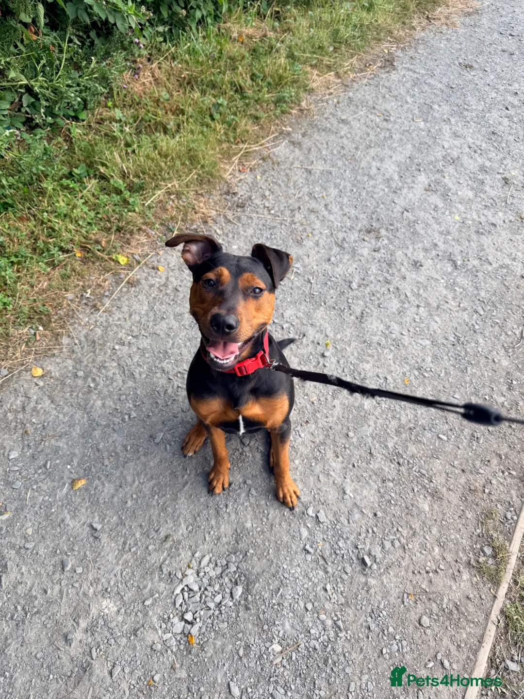 Mixed Breed dogs for sale: Jack Russel x staffy pup in Barrow-in-Furness - Advert 3
