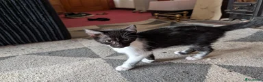 Mixed Breed Kitten 3