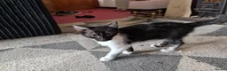 Mixed Breed cats for sale:  black & white female kitten - Advert 10