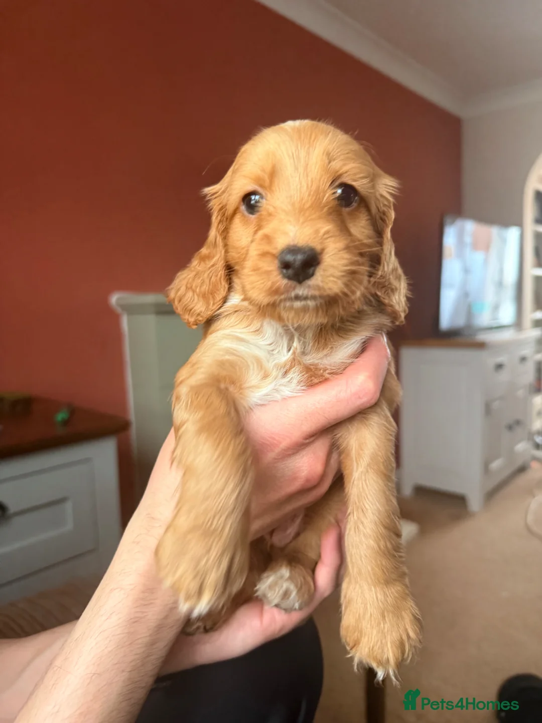 Cockapoo dogs for sale: Rare stunning F2 cockapoo puppies for sale  in High Peak - Advert 15