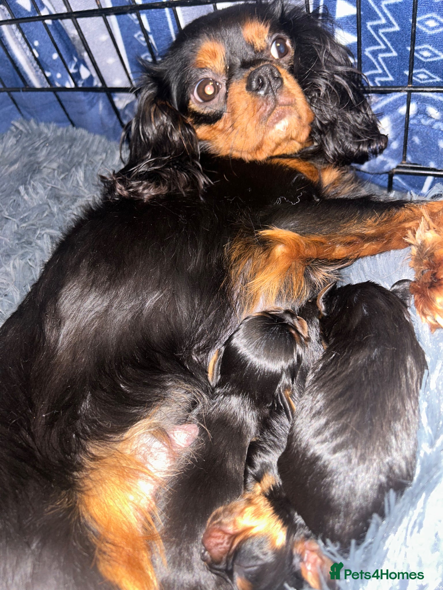 Cavalier King Charles Spaniel dogs One beautiful Black and Tan girl  - Advert 8