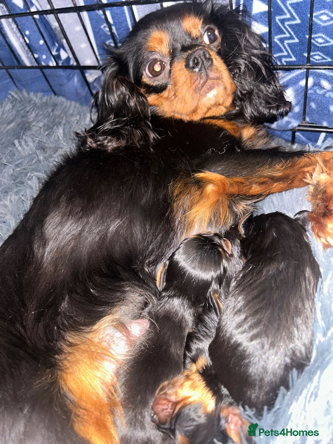 Cavalier King Charles Spaniel dogs for sale: One beautiful Black and Tan girl  - Advert 2