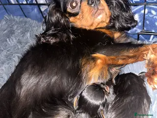 Cavalier King Charles Spaniel dogs One beautiful Black and Tan girl - Advert 8