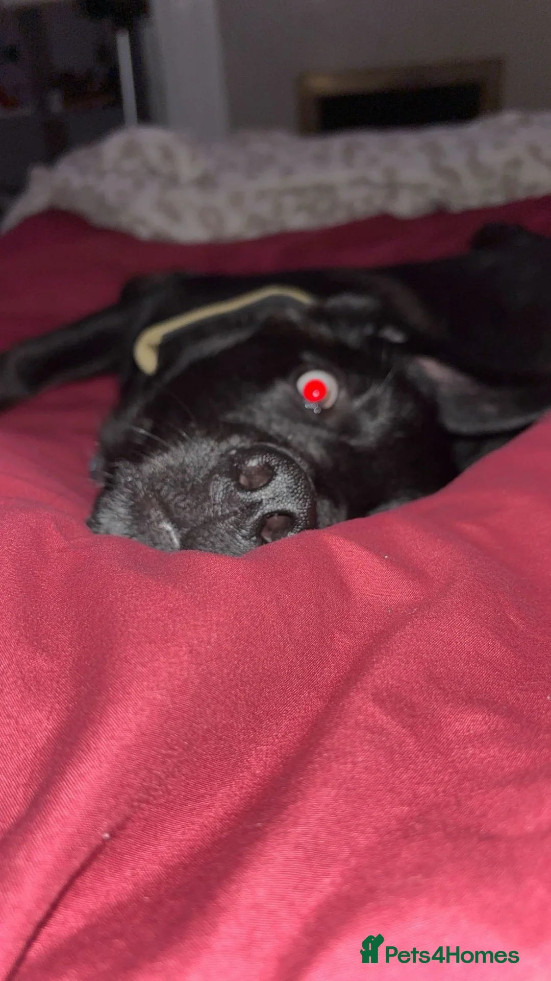 Mixed Breed dogs for sale: Loving dog for sale in Sleaford - Advert 2