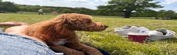 Cockapoo dogs for stud: Proven Cockapoo Stud – 23 Puppies Sired in Solihull - Advert 20