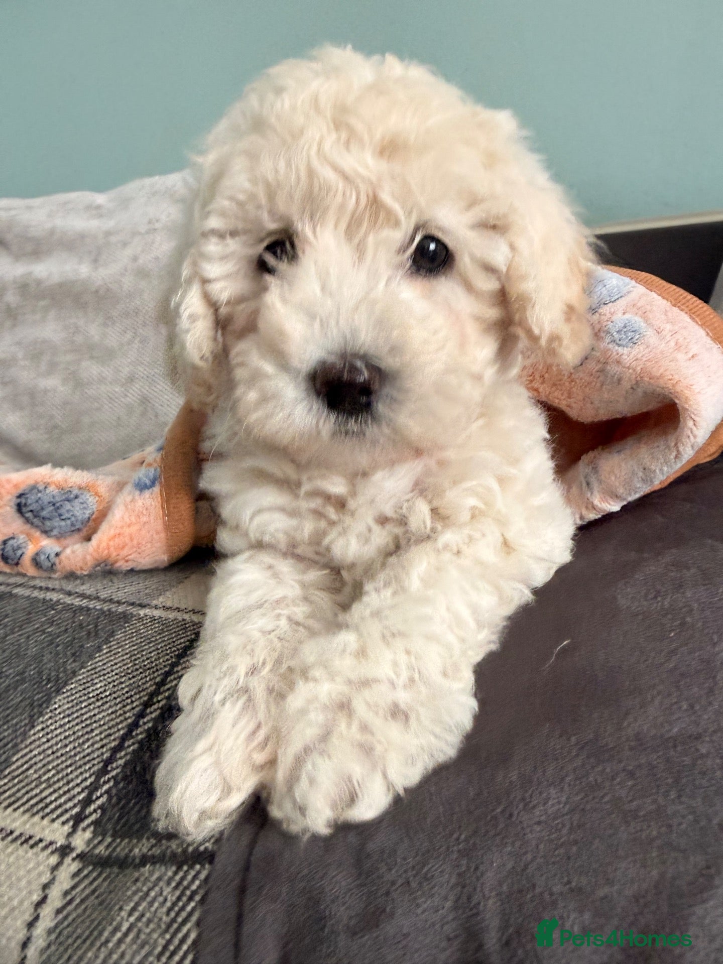 Poochon dogs Two stunning F1 poochon males avaailable - Advert 3