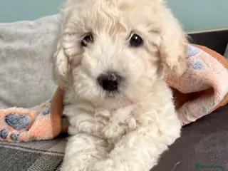 Poochon dogs Two stunning F1 poochon males avaailable - Advert 3