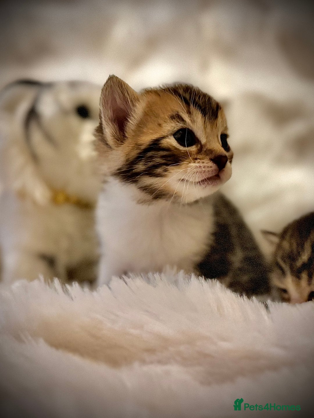 Ragdoll cats for sale: ✨ Exquisite Ragdoll-Bengal Baby Kittens ✨ - Advert 6