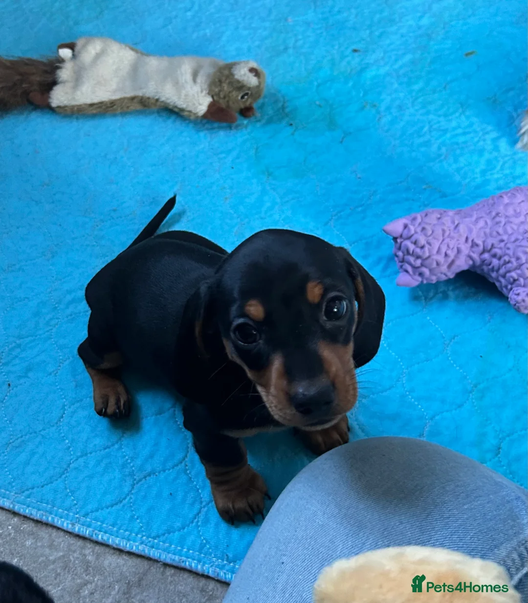 Miniature Dachshund dogs for sale: Miniature Smooth Haired Dachshunds  - Advert 6