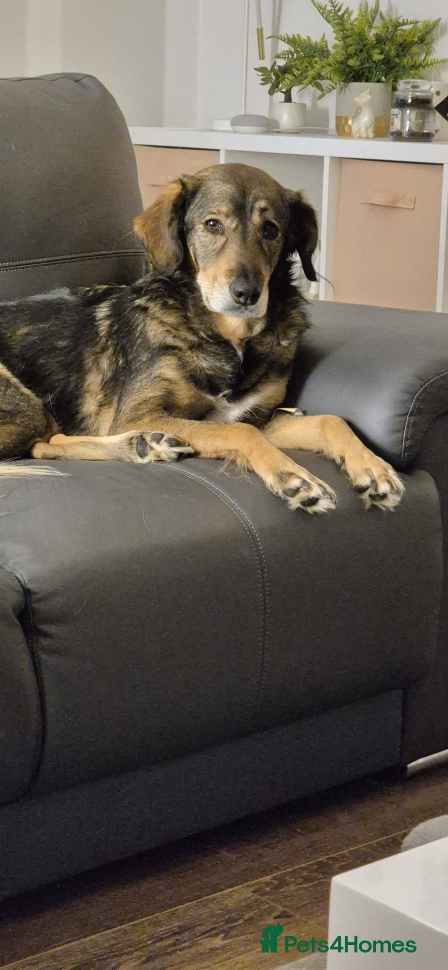 Mixed Breed dogs Gorgeous Willow needs new home - Advert 3