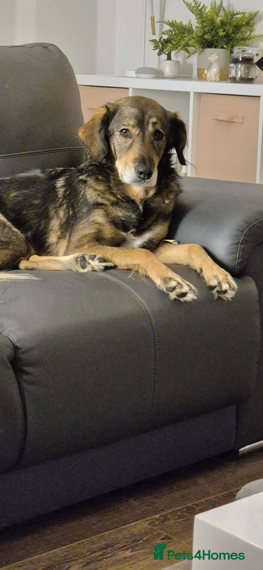 Mixed Breed dogs for sale: Gorgeous Willow needs new home - Advert 1