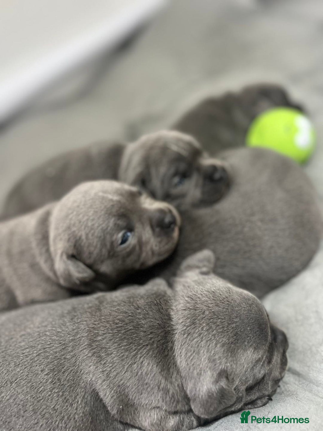 Staffordshire Bull Terrier dogs for sale: 🏆  GRAND CHAMPION Staffordshire Bull Terrier Pups - Image 10