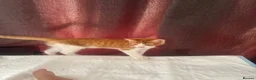Mixed Breed cats for sale: 11 week ginger male kitten - Advert 4