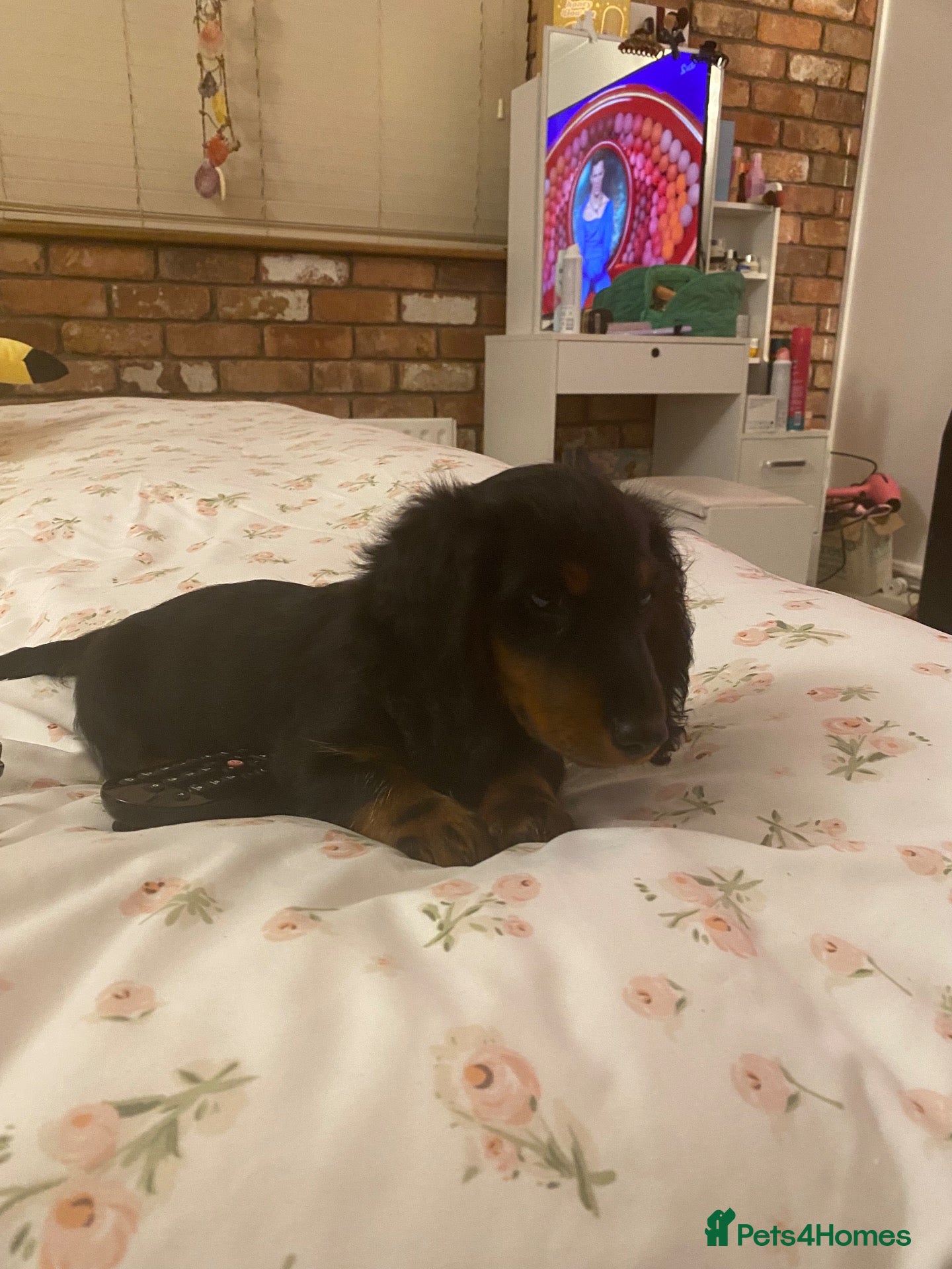 Dachshund dogs Long haired Dachshund Puppies for Sale - Advert 2