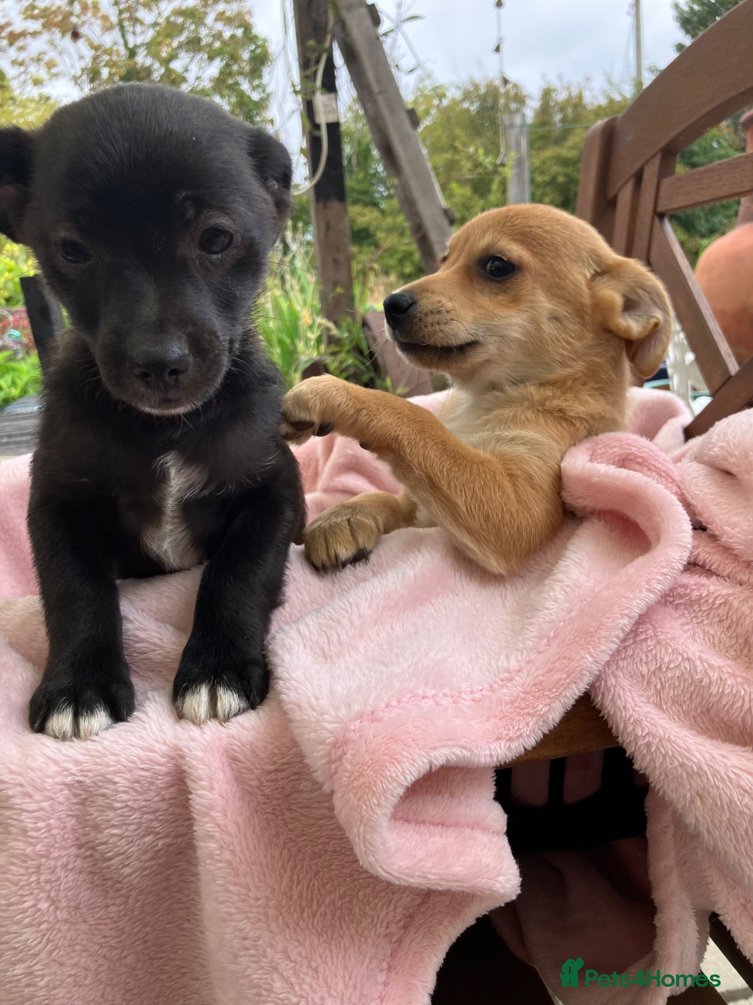 Mixed Breed dogs Jack x Pom puppies  - Advert 4