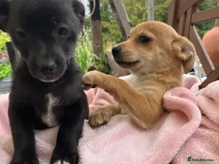 Mixed Breed dogs Jack x Pom puppies - Advert 13