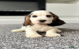 Cocker Spaniel dogs for sale: Kc registered Show cocker spaniels - Image 16