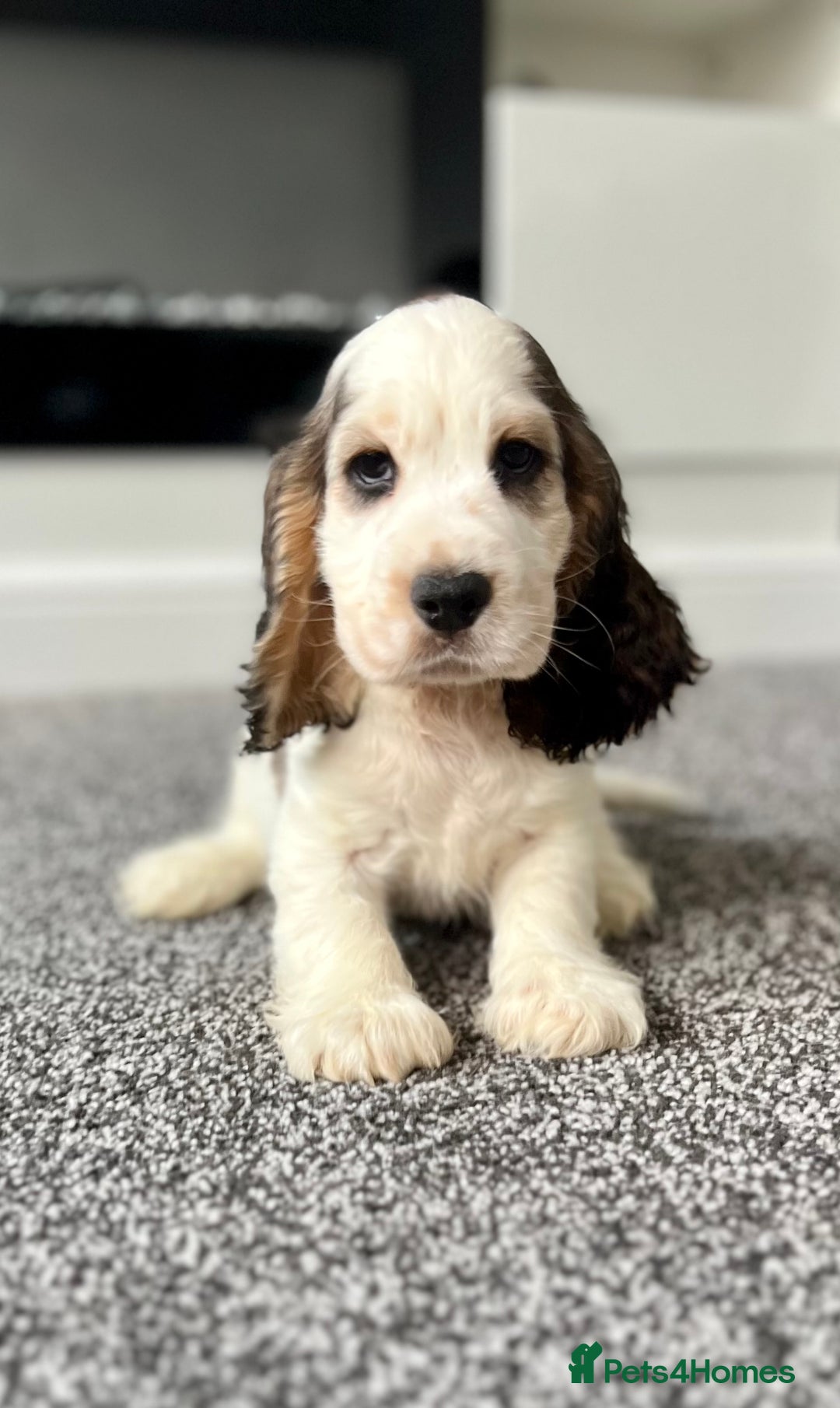 Cocker Spaniel dogs for sale: Kc registered Show cocker spaniels - Image 16