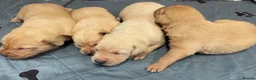 Labrador Retriever dogs for sale: Litter of KC Reg Pups from Health Tested Parents - Advert 5
