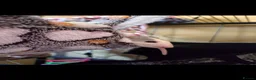 Rat rodents for sale: Dumbo Husky Rats in Sheffield - Advert 12