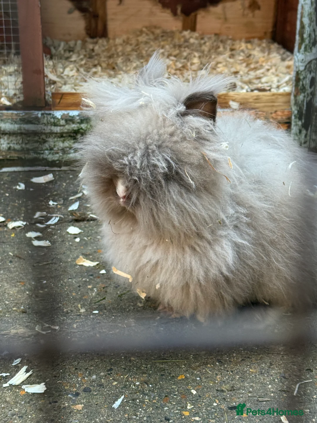Mixed Breed rabbits for sale: Lionhead x in Stafford - Advert 1