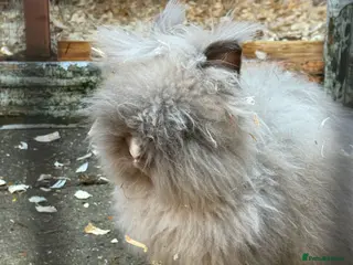 Mixed Breed rabbits Lionhead x - Advert 5