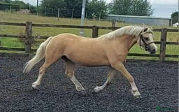 Welsh Section A horses for sale: Palomino welsh section A mare. 4yo - Image 2