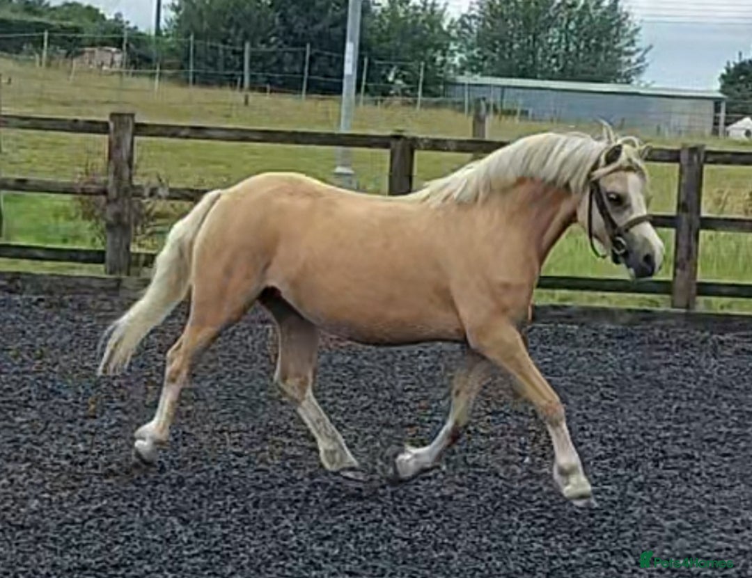 Welsh Section A horses for sale: Palomino welsh section A mare. 4yo - Image 2
