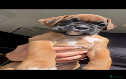 Boxer dogs for sale: KC Champion bloodline Boxer puppies  - Image 13
